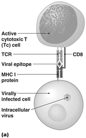 Activation Cell-mediated immunity Antigen presenting cells Transformation 52 Cell-mediated immunity (CMI) Direct involvement of T cells Produce and