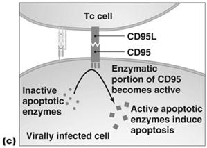present antigen in association with MHC II T cell CD receptor recognize antigen/