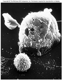 Cytotoxic T cell destroying a cancer cell
