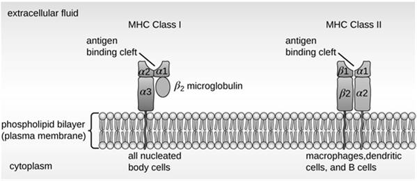 Human major histocompatibility complex Class I and II MHC for humans are surface receptors consisting of glycoproteins. MHC I are found on all nucleated body cells.