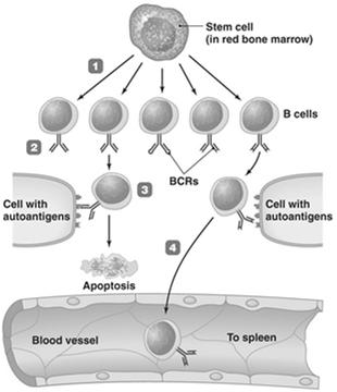 B cell clone Application of immunology Propagate a single clone to
