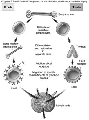 Major stages in the development of B and T cells Mature T and B cells migrate to the lymphoid tissue, where they