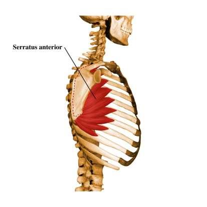 Serratus anterior O: External surfaces of lateral parts of ribs 1-8 I: Anterior surfaces