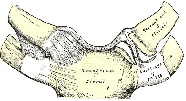 Manubrium Sterni Upper part of the sternum Attachment site