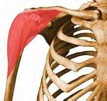 Deltoid O: Lateral third of clavicle, acromion, and spine of scapula I: Deltoid tuberosity A: Anterior part: Flexes
