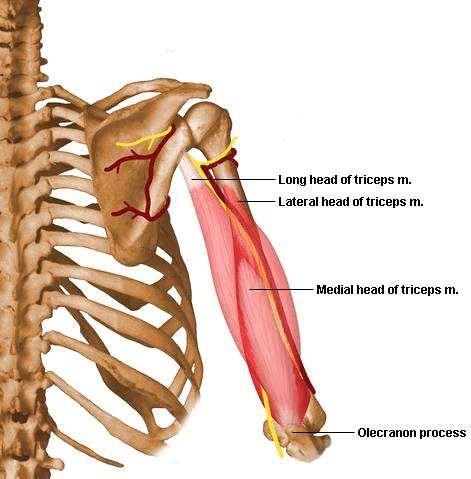Triceps O: Long head: infraglenoid tubercle of scapula Lateral head: posterior surface of humerus, superior to radial groove Medial head: posterior surface of humerus,