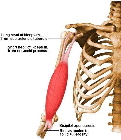 Biceps Brachii O: Short head: tip of coracoid process of scapula Long head: supraglenoid tubercle of scapula I: Tuberosity of radius