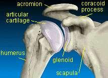 Glenohumeral Joint (Shoulder) Bony components: Head of the humerus Glenoid cavity of the scapula o