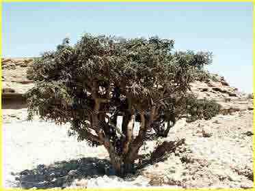 ng frankincense fragrant milk Boswellia carterii Moves blood & qi, relieves pain