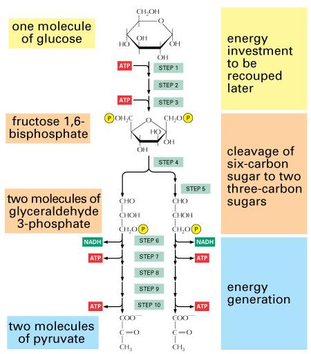 GLYCOLYSIS Can be divided into 3 main sec;ons; o Investment
