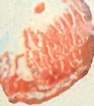 Khanum, Muznebina and Nessa 209 Table II. Prevalence and intensity of organ wise each species of helminth parasites in Long-Evans. Organ V. nana H. diminuta C. dispar H. spumosa S. muris No.