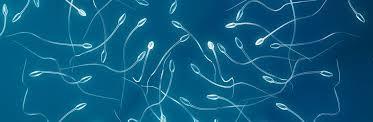 Should young men freeze sperm for later?
