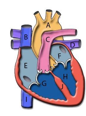 Label The Heart A B C D E F G H I Name the four major chambers of the heart and