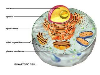 BIO 5099: Molecular Biology for Computer Scientists (et al) Lecture 15: Being a Eukaryote: From DNA to Protein, A Tour of the Eukaryotic Cell.