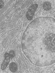 Endoplasmic reticulum Golgi complex Mitochondria Chloroplasts Vacuoles Prok. 70S Euk.