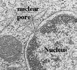 Transcription factors Export of: Ribosome subunits trnas mrnas snrnas Nuclear Pores Serves as a