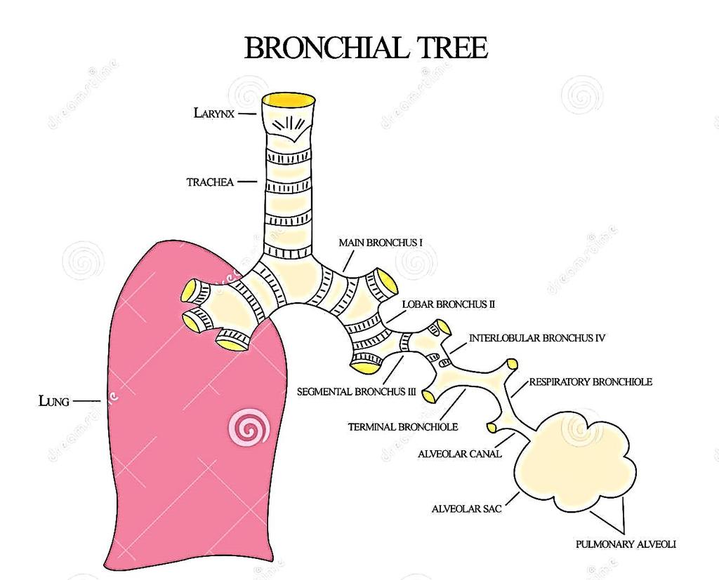 Bronchial tree The right and left main bronchus are extrapulmonary and as we go further it'll get inside the lung (intrapulmonary). The first division is the secondary bronchi.