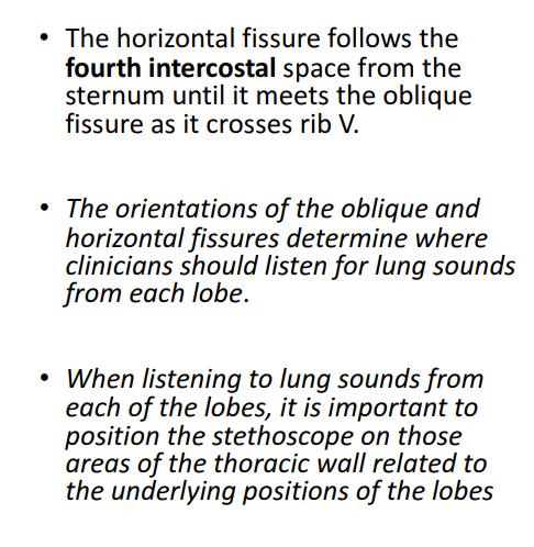 Left lung Has 1 fissure