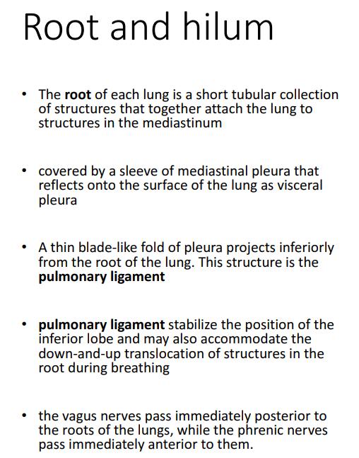 HILUM OF THE LUNGS Hilum of the right lung: the right main bronchus divides into 2 bronchi in the hilum (eparterial bronchus & hyparterial bronchus) eparterial: above the artery hyparterial: below