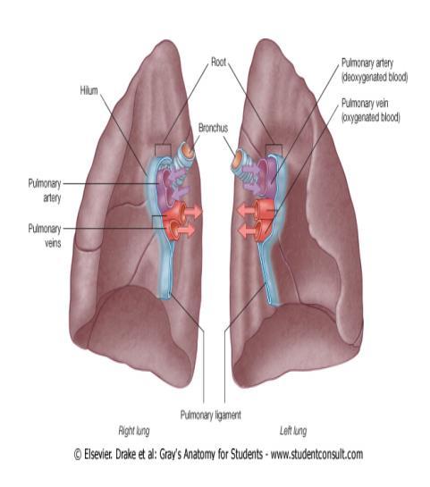 Hilum of the left lung 1. pulmonary artery (most superior) 2. left main bronchus (no division in the hilum) 3.