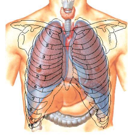 Surface anatomy of the lungs and pleura The apex of the lung lies 1 inch above the medial 1/3 of the clavicle at the level of T1 (rarely C7) The pleura is adherent to the lung apex so they have the