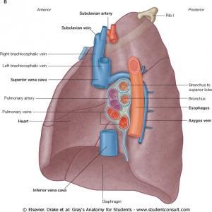 The doctor started talking about the impressions and projections of the mediastinal surfaces of each lung but he covered them more in the next lecture The mediastinal surface of the right lung is