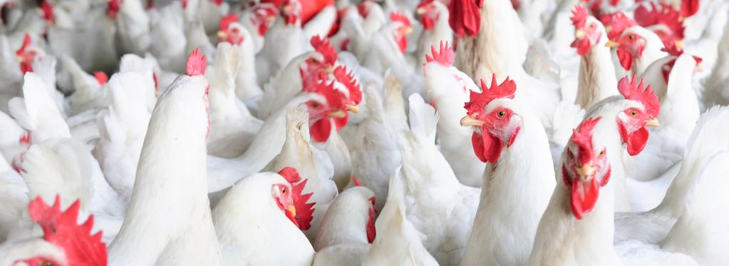 NOVUS SOLUTIONS FOR POULTRY HEALTH A supplemental protease enzyme that optimizes digestion and absorption of nutrients, reducing the amount of anti-nutritive factors that pass through to the lower