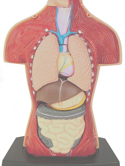 Thoracic Cavity Lungs