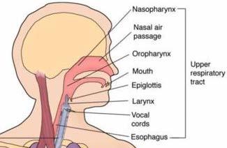 Upper Respiratory Anatomy