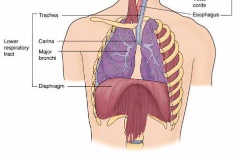Lower Respiratory Anatomy