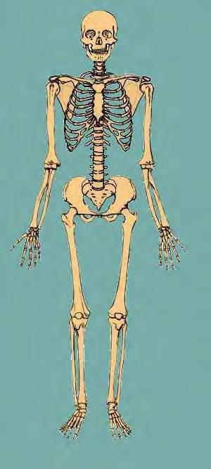 3 When standing in the anatomical position, the 2 bones in the