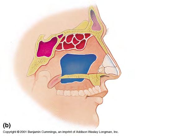 47 frontal sinus The frontal sinus is located in the