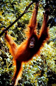 Orangutans use their hallux the same way