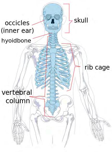 7 The axial skeleton consists of the skull, the ossicles,