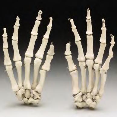 81 All fingers have 3 phalanges (finger bones)