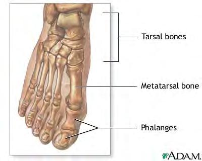 89 A person s ankle is
