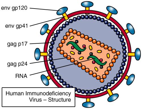 HIV: Human Immunodeficiency Virus HIV is a retrovirus and its