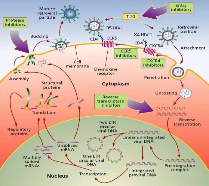 HIV life cycle and