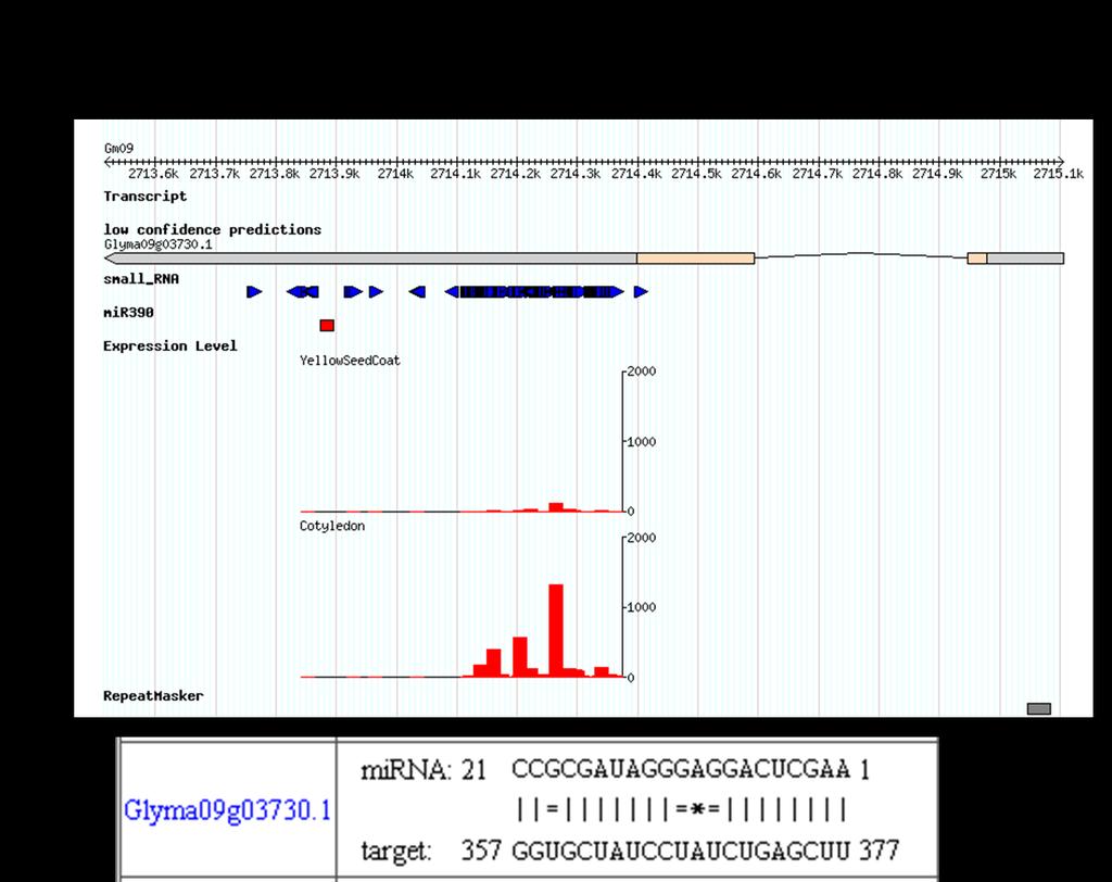 A B Figure 12. Predicted phased sirna. A Putative conserved TAS3 locus on Gm09:2713753..2714419. Unique small RNAs that mapped to the transcripts are shown in blue.