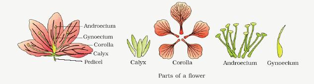 The flower is the reproductive unit in the angiosperms. It is meant for sexual reproduction.