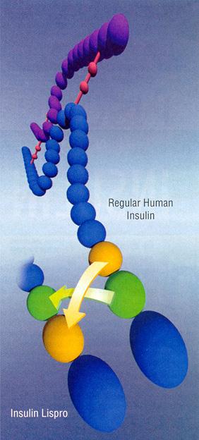 Insulin Products (1) Rapid-Acting Insulin