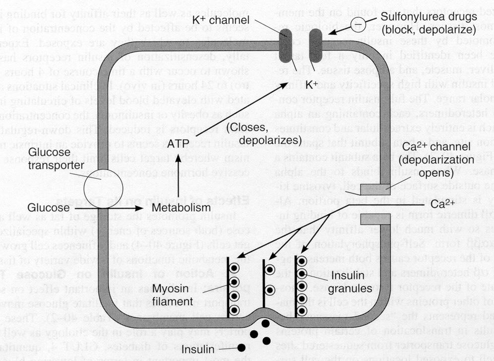 A. Sulfonylurea Drugs (Mechanism of Action) block K channels depolarizes beta cells insulin release A. Sulfonylurea Drugs (cont.