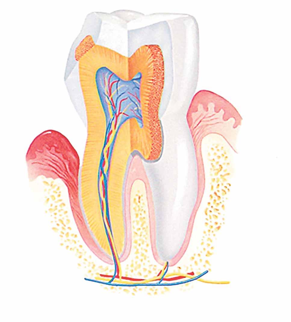 The effects of aging on the mouth and teeth Starting at around age 40, the anatomy of the mouth undergoes certain changes.