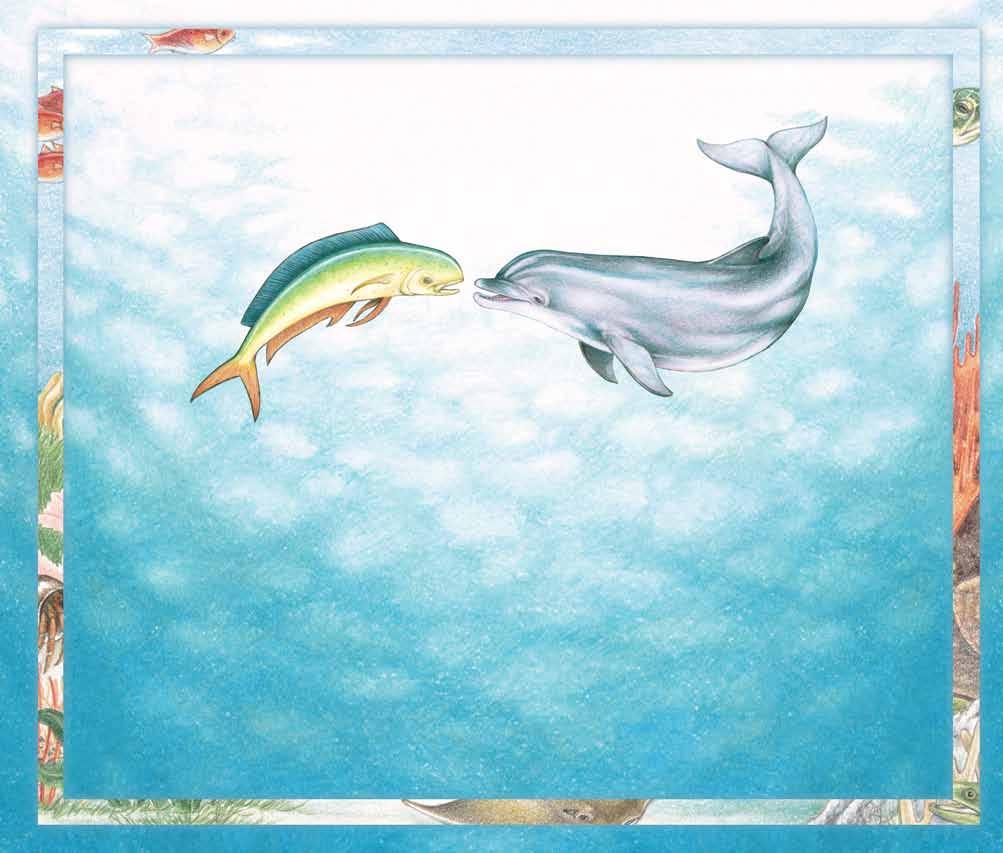 Join Delfina the dolphin as she imagines that she becomes other sea animals a fish with gills, a sea turtle laying eggs, a pelican with feathers, an octopus without bones, a shark with a sense of