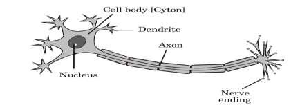 12. Name the property that causes tendril to circle around the object Explain how it happens and how is plant benefited by it. Ans.
