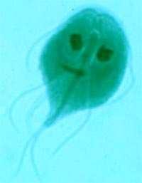 3. Giardia found in the intestines of some animals &