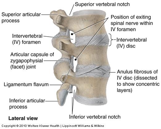 ligaments Wider & stronger Attached to the vertebral bodies and the IVD Posterior