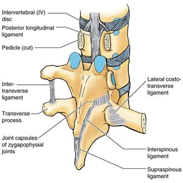 Articular facets Capsular ligament Ligaments Supraspinous ligament