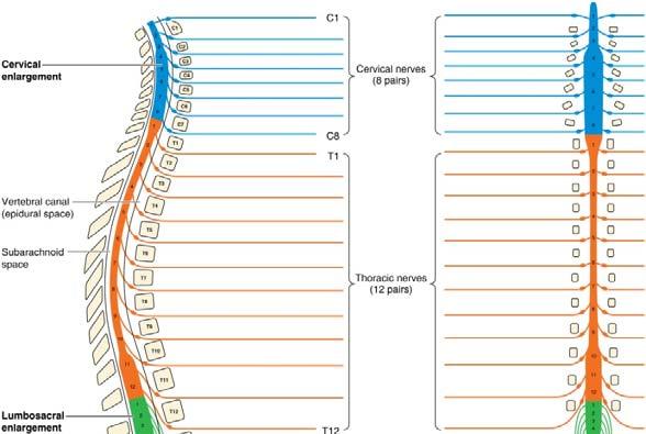 Spinal Nerves: Level of Exit From T1 to L5,