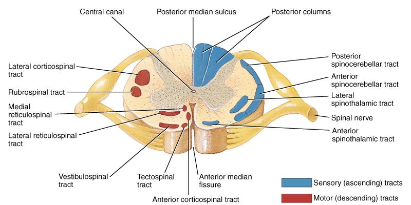 Location of Tracts inside Cord Motor/descending tracts pyramidal tract (corticospinal)